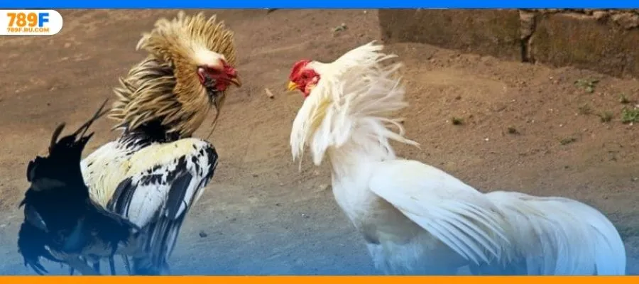 Gà Nòi – Trò Chơi Cá Cược Vô Cùng Kịch Tính Và Gay Cấn 4 Lý do đằng sau đá gà thomo hấp dẫn kịch tính