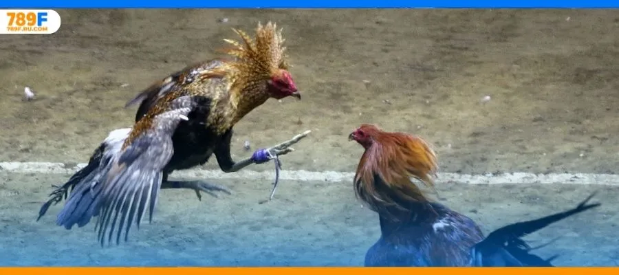 Đá gà Thomo – Sân chơi gà chọi nổi tiếng bậc nhất hiện nay 1 Đá gà Thomo – Sân chơi gà chọi nổi tiếng bậc nhất hiện nay