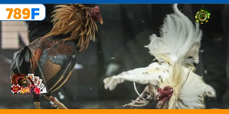 Gà Nòi – Trò Chơi Cá Cược Vô Cùng Kịch Tính Và Gay Cấn 4 Gà Nòi – Trò Chơi Cá Cược Vô Cùng Kịch Tính Và Gay Cấn