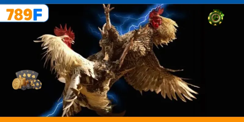 Đá Gà Cựa Dao – Trải Nghiệm Cá Cược Online Kịch Tính 3 Huấn luyện gà để tăng phong độ thi đấu cao