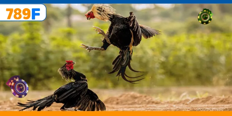 Gà Nòi – Trò Chơi Cá Cược Vô Cùng Kịch Tính Và Gay Cấn 2 Trải nghiệm cá cược đá gà cựa dao online hấp dẫn